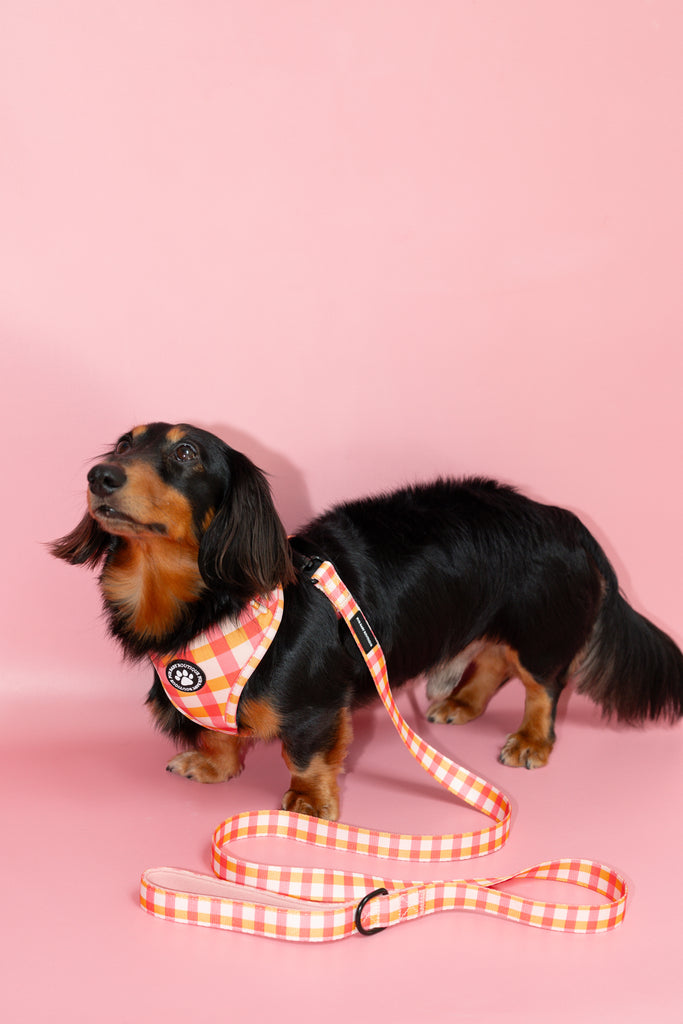 Dachshund wearing a checkered harness and leash on a pink background