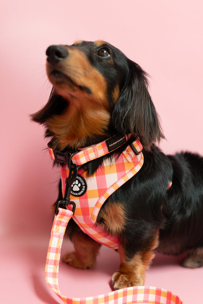 Dachshund wearing a checkered harness and leash on a pink background